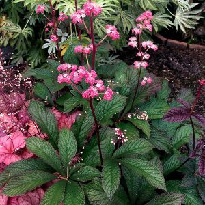 Rodgersia Bronze Peacock - Tópartifű