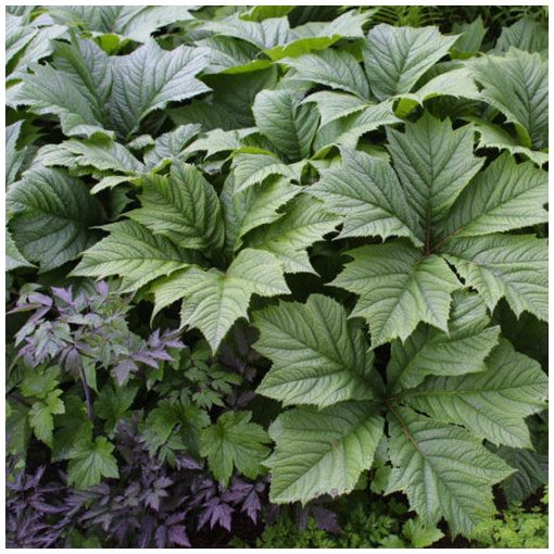 Rodgersia podophylla - Tópartifű