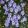 Rosmarinus officinalis Corsican blue - Rozmaring