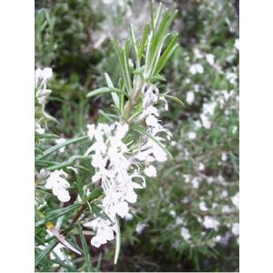 Rosmarinus officinalis Albiflorus - Rozmaring