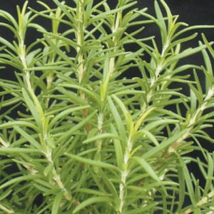 Rosmarinus officinalis Barbecue - Rozmaring