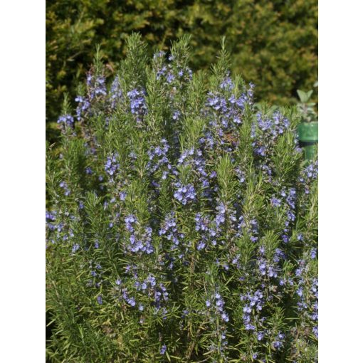 Rosmarinus officinalis Blaulippe - Rozmaring