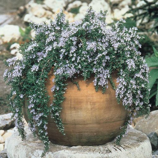 Rosmarinus officinalis Caprii - Rozmaring