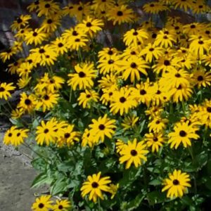 Rudbeckia fulgida deamii - Kúpvirág