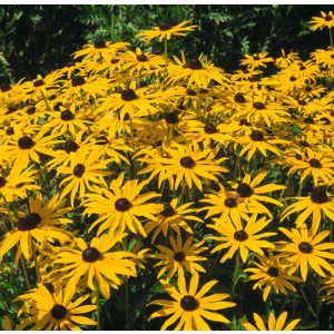 Rudbeckia fulgida Goldschirm - Kúpvirág