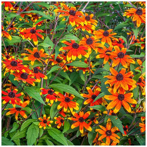 Rudbeckia triloba Prairie Glow - Kúpvirág