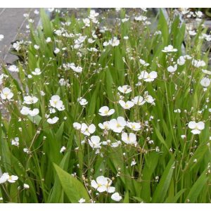 Sagittaria graminea - Nyílfű