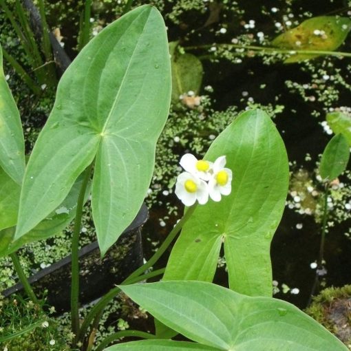 Sagittaria latifolia - Nyílfű