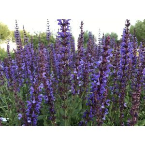 Salvia x sylvestris Dear Anja - Erdei zsálya