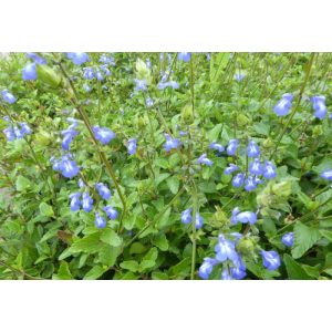 Salvia forreri - Mexikói zsálya