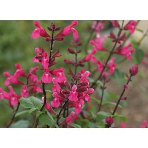 Salvia involucrata Mulberry jam - Zsálya