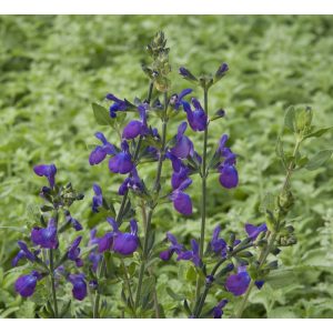 Salvia lycioides - Kanyon zsálya