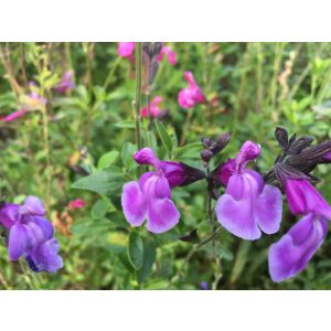 Salvia microphylla Carolus - Csecsemő zsálya