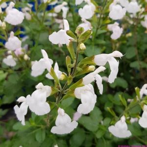 Salvia microphylla Gletsjer - Csecsemő zsálya