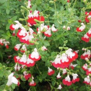 Salvia microphylla Little Kiss - Csecsemő zsálya