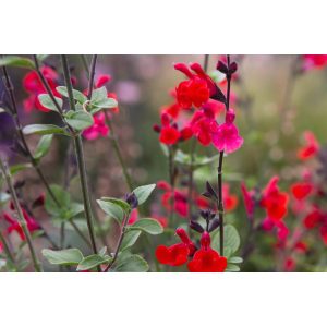 Salvia microphylla Royal Bumble - Csecsemő zsálya