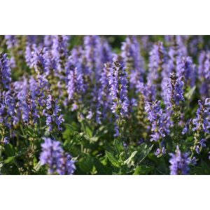 Salvia nemorosa Heaven in Blue - Ligeti zsálya