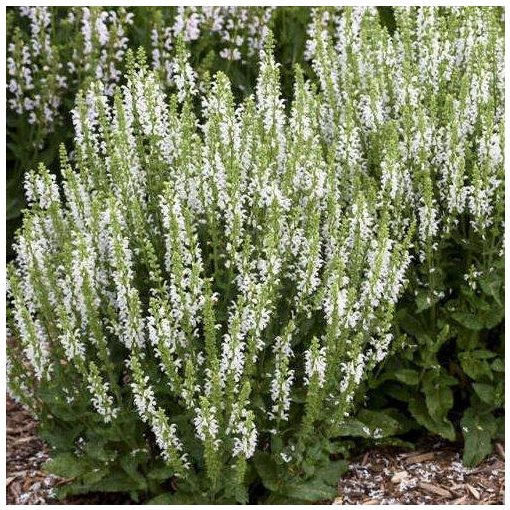 Salvia nemorosa Synchro White - Ligeti zsálya