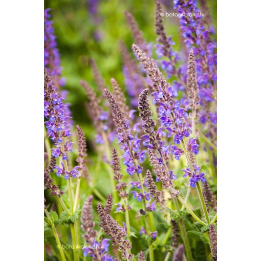 Salvia nemorosa - Ligeti zsálya