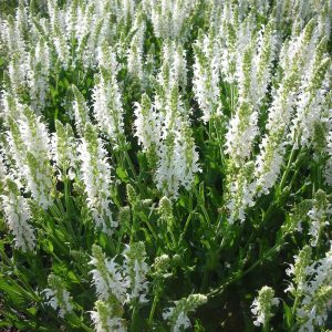 Salvia nemorosa Adrian - Ligeti zsálya