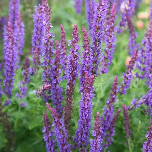 Salvia nemorosa Tänzerin - Ligeti zsálya