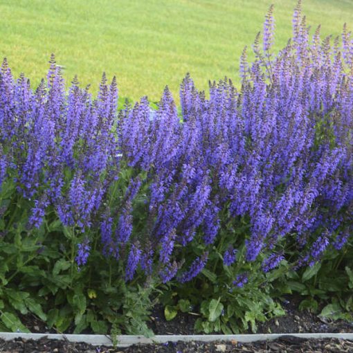 Salvia nemorosa Viola Klose - Ligeti zsálya