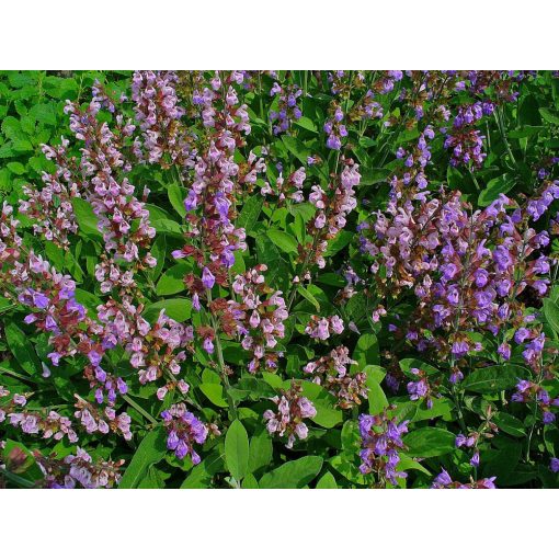 Salvia officinalis - Orvosi zsálya