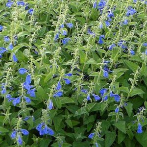 Salvia patens Royal Blue - Encián zsálya