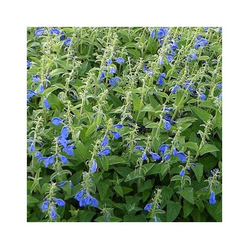 Salvia patens Royal Blue - Encián zsálya