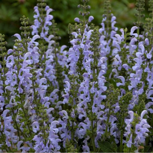 Salvia pratensis Vanity Fair - Mezei zsálya