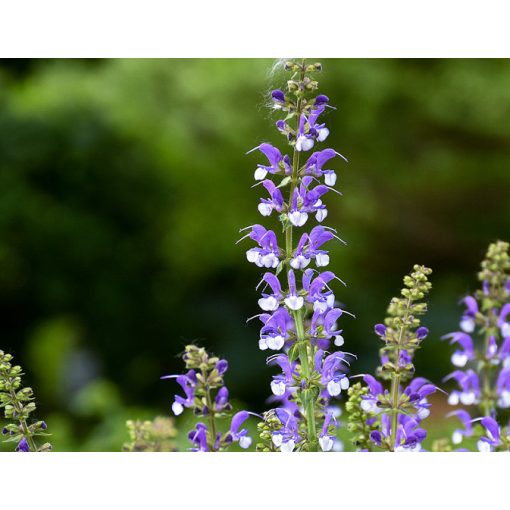 Salvia pratensis Azure Snow - Mezei zsálya