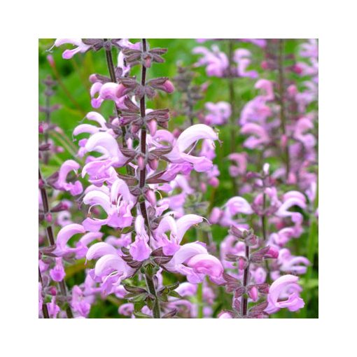 Salvia pratensis Rose Rhapsody - Mezei zsálya