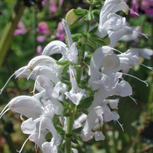 Salvia pratensis Swan Lake - Mezei zsálya