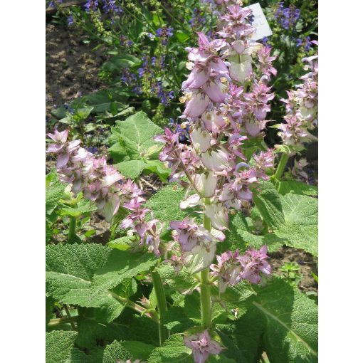 Salvia sclarea - Muskotályzsálya