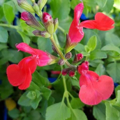 Salvia microphylla Suzanne - Csecsemő zsálya