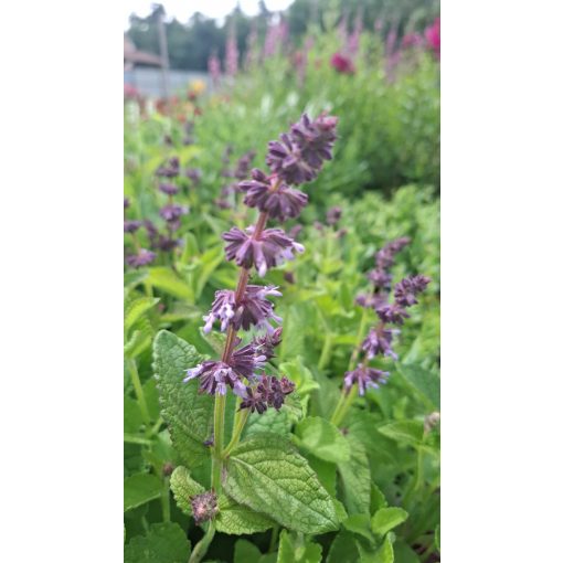 Salvia verticillata Hannays Blue - Lózsálya