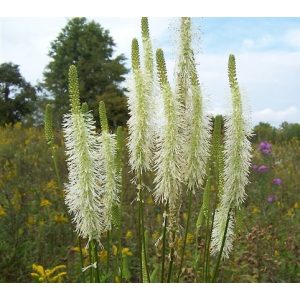 Sanguisorba canadensis - Vérfű