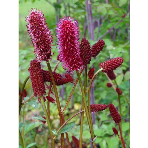 Sanguisorba Cangshan Cranberry - Vérfű