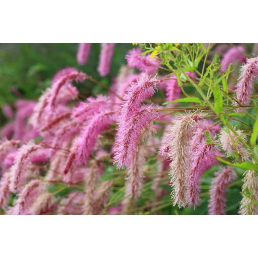 Sanguisorba hakusanensis - Vérfű