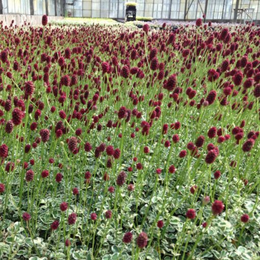 Sanguisorba Little Angel - Vérfű