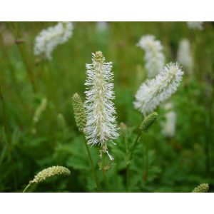 Sanguisorba obtusa Alba - Vérfű