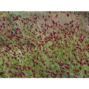 Sanguisorba off. Tall Tanna - Vérfű