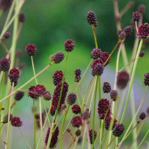 Sanguisorba officinalis Lum - Vérfű