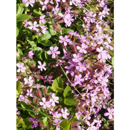 Saponaria ocymoides - Szappanfű