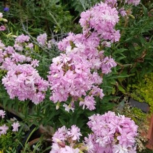 Saponaria officinalis Rosea Plena - Szappanfű