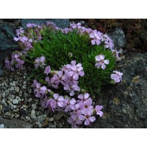 Saponaria olivana - Szappanfű