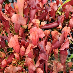 Sarracenia Maroon - Kürtvirág