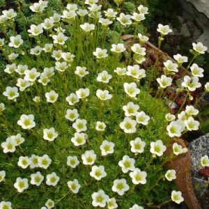 Saxifraga arendsii Limerock - Kőtörőfű