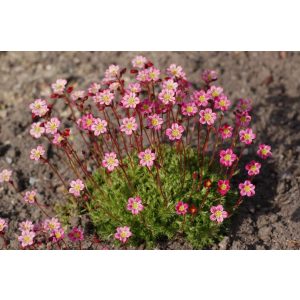 Saxifraga arendsii Peter Pan - Kőtörőfű