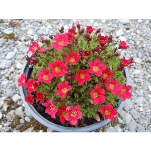 Saxifraga arendsii Pixi Pan Red - Kőtörőfű